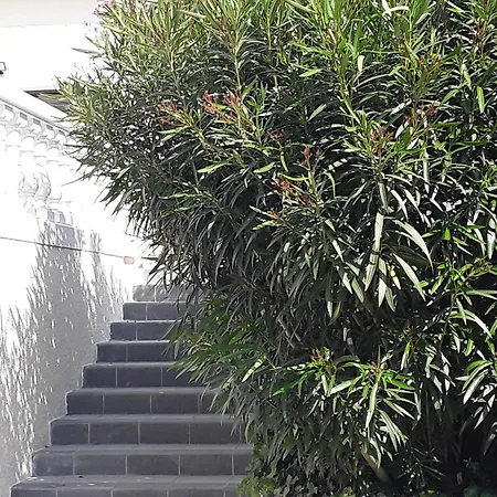 Grand Au Milieu Des Vignes